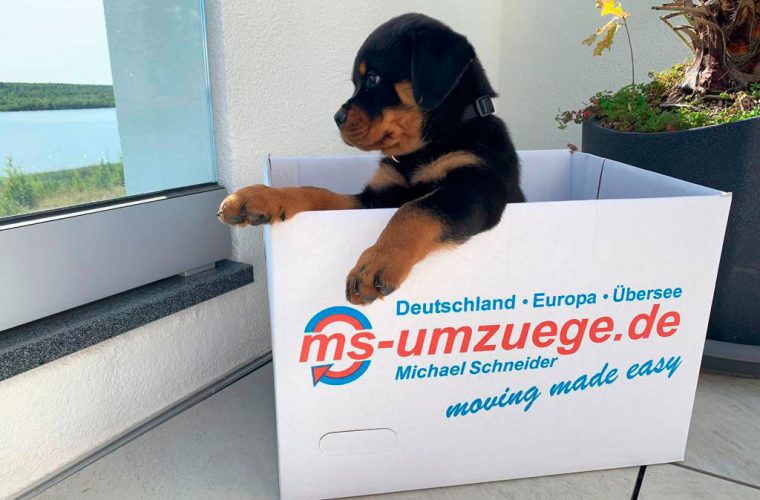 Küchenmontage - Umzugsunternehmen Markkleeberg